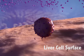 create 3d medical animation video hepatitis b immune antiviral drug interaction