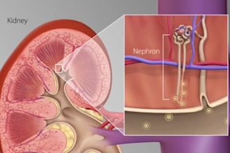 create realistic 3d medical animation, medical moa kidney animation video