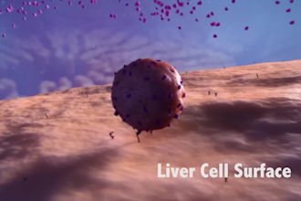 3d molecular animation antiviral drug interaction hepatitis immune medical moa