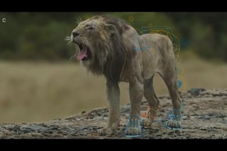 integrate 3d realistic animal animation, character model, 3d animal rigging cgi