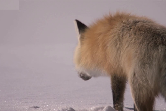 do photorealistic 3d animal animation, 3d animal model with rig, fox model, cgi