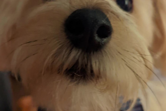 create dog ugc videos for your product or and pet services