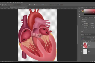 do  medical, anatomy, and scientific illustrations, diagrams