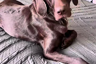 create ugc dog content for social media ads on tiktok reels