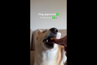 create dog ugc videos for your product or service