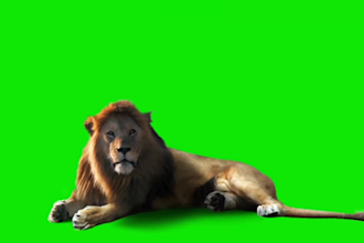 do video editing and green background removal
