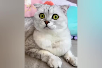 create funny animal videos for youtube