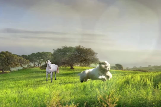 create a live animation with vfx from photos and pictures