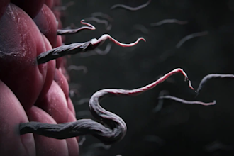 create 3d medical animation for disease mechanisms and healthcare education