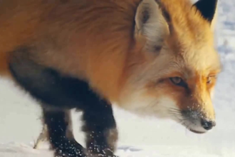 do realistic 3d animal animation, cgi 3d animal model, fur, rigging and renderin