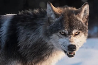do any 3d animal model 3d animation 3d creature 3d character animation cgi vfx