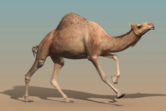 create a realistic 3d  animal animation, 3d animal model with xgen fur, rigging