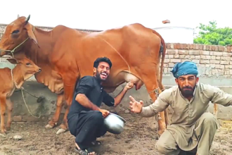 wish happy birthday video or happy birthday video