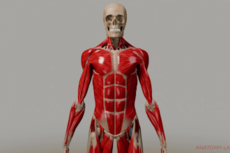 create high quality 3d medical animation for anatomy surgical human body video