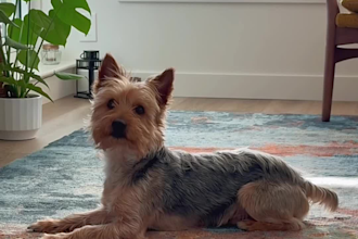 create authentic pet ugc videos for your brand