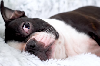 create your pet product video