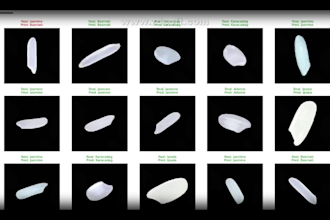 design deep learning models for accurate image segmentation and object detection