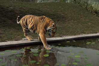 do a realistic 3d animal animation, 3d cgi animal rigging, cgi animal model