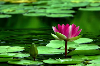 create HD relaxing and yoga music video for you