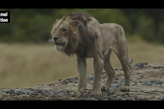 render realistic 3d animal animation, 3d character design, vfx cgi xgen hair fur