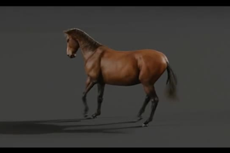do 3d animal model 3d model 3d animal 3d animal animation 3d animation xgen hair