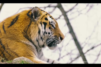 do amazing nature video editing