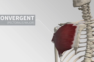 do 3d medical animation musculoskeletal human anatomical video surgery 3d model
