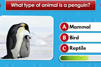 create custom trivia quiz videos for youtube, tiktok, facebook reels