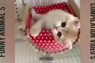 make funny viral cats videos for youtube and facebook