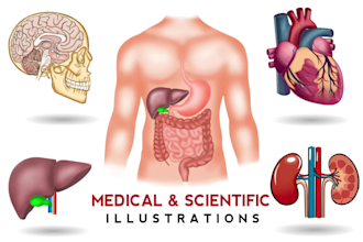 create anatomy, medical, and scientific illustrations