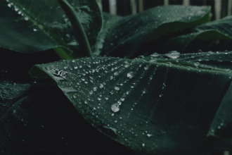 do relaxing rain ambience with nature sound and soft piano music