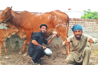 do happy birthday video or africa happy birthday video
