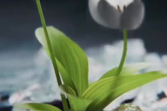 iconic 3d flower animation, 3d plant vfx, flower vfx, lifelike flower animation