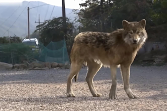 do cgi 3d realistic animal animation, 3d character design xgen hair fur simulate