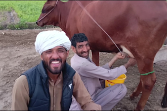 wish funny happy birthday video or happy birthday