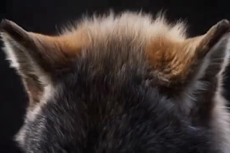 do realistic 3d animal animation, 3d animal model with fur, xgen and rigging cgi