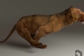create 3d animal model, 3d character,rigging,texturing,rendering with xgen hair