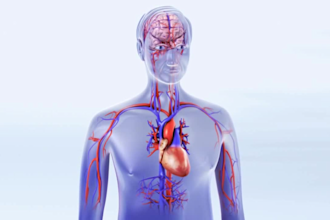 create realistic 3d medical animation anatomy animation, cardiology animation