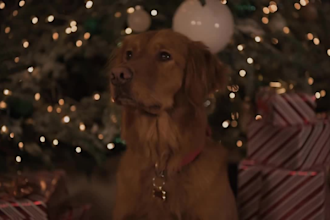 customize emotional dog and cat christmas greetings