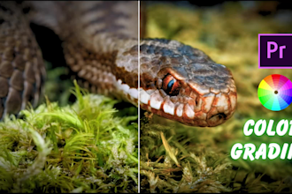 do professional color grading video and color correction