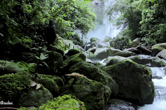 film exclusively for you real nature and rainforest video