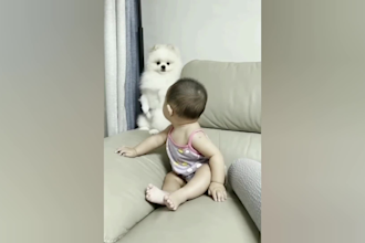 create funny pets animal videos for youtube
