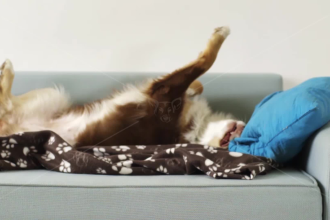 制作一个有趣的视频广告，让一只狗梦见你的产品