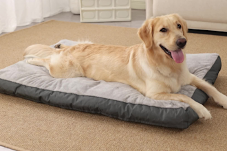 create amazon ugc video ads dog or cat pet product photos
