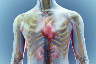 design realistic 3d medical animation video, human anatomy structure 3d skeleton