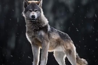 make a realistic 3d animal model, 3d animation, fur xgen hair and rigging for u