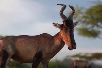 create realistic 3d animal animation, 3d animal model, 3d xgen, zbrush model