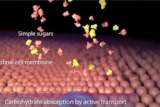 do 3d medical animation pharma moa digestive system biotech scientific explainer