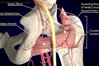 do high quality 3d medical animation video and modeling