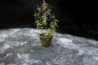 process your videos or images into photogrammetry 3d models and gaussian splats